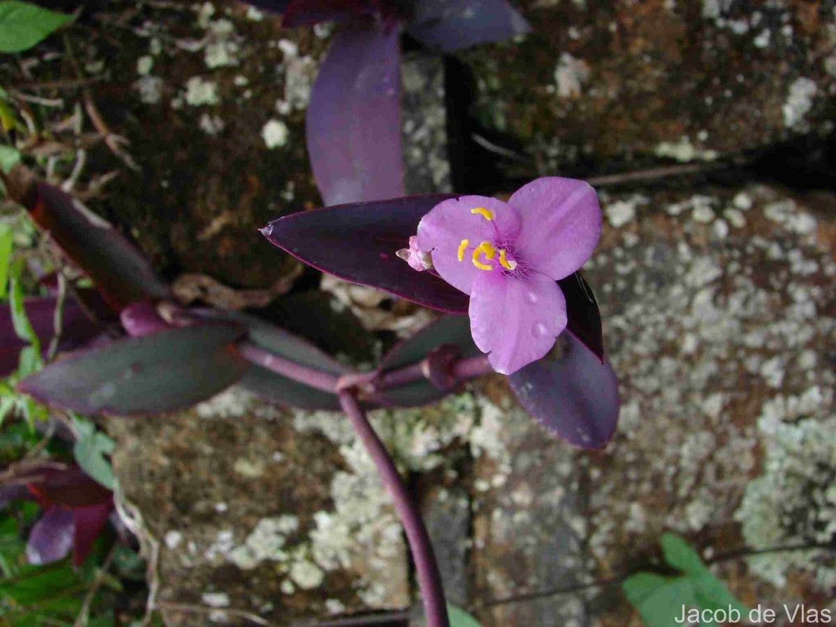 Tradescantia pallida (Rose) D.R.Hunt